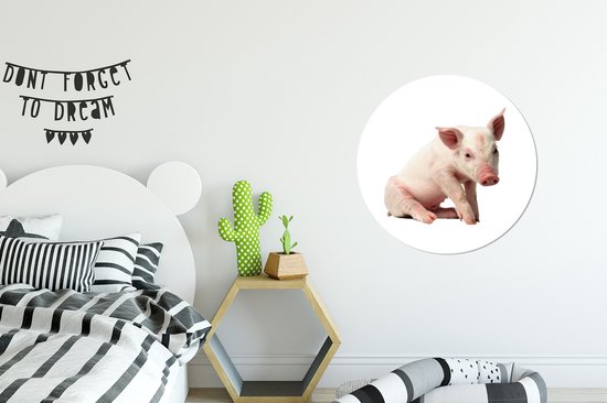 Porcelet assis sur fond blanc Cercle mural aluminium ⌀ 60 cm - tirage photo sur cercle mural / cercle vivant / cercle de jardin (décoration murale)