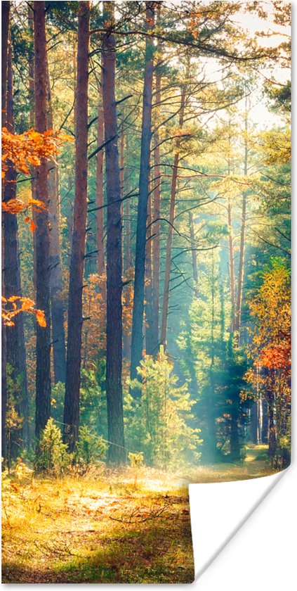 Poster Forêt - Soleil - Nature - Automne - 20x40 cm - Décorations de Noël - Décoration de Noël pour l'intérieur - Noël