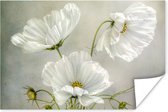 Poster Bloemen - Stilleven - Klaproos - Wit - Botanisch - 180x120 cm XXL