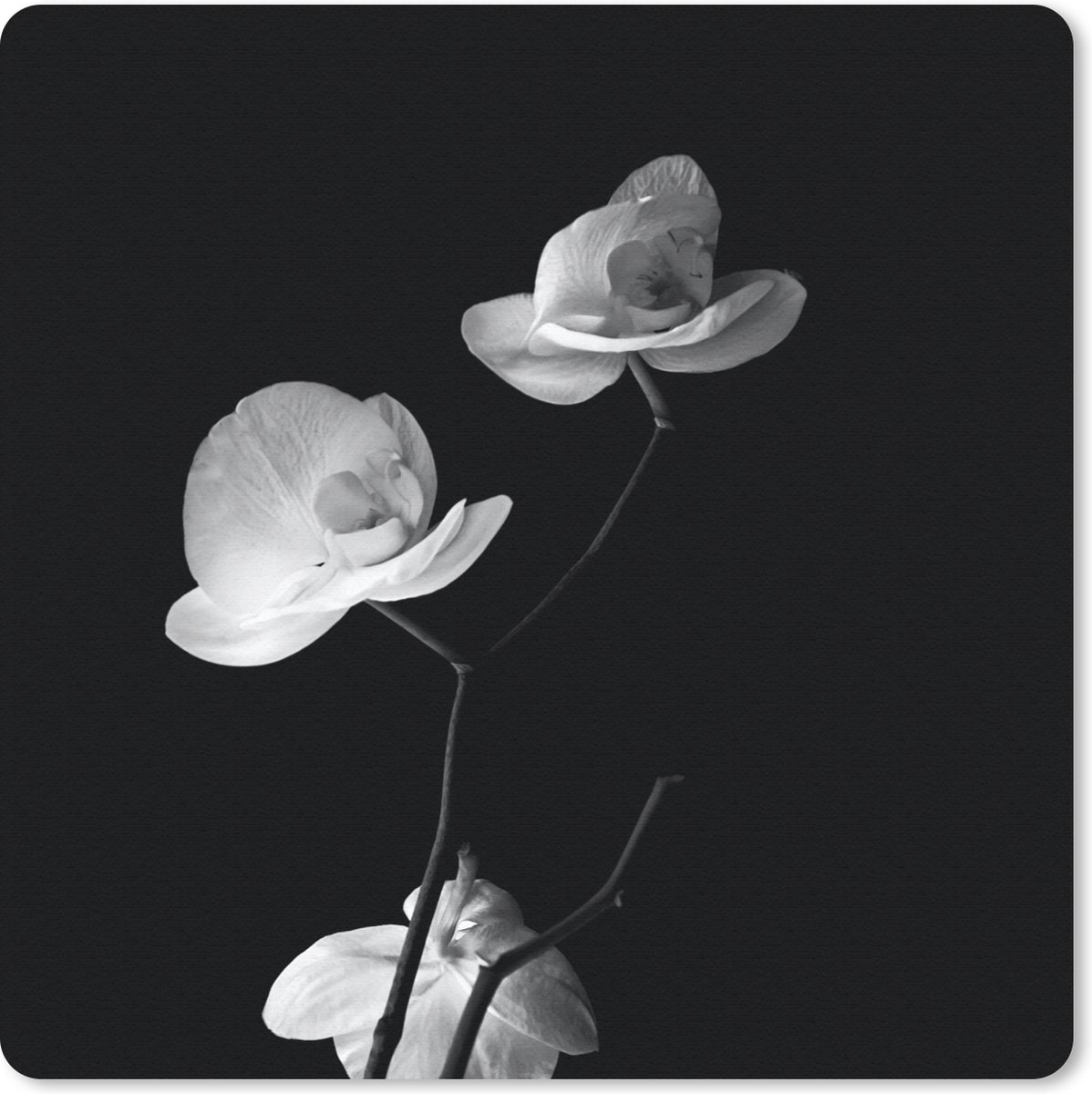 Muismat 20x20 cm - Mousepad Orchidee - Bloemen - Zwart - Wit - Stilleven - Muismatten