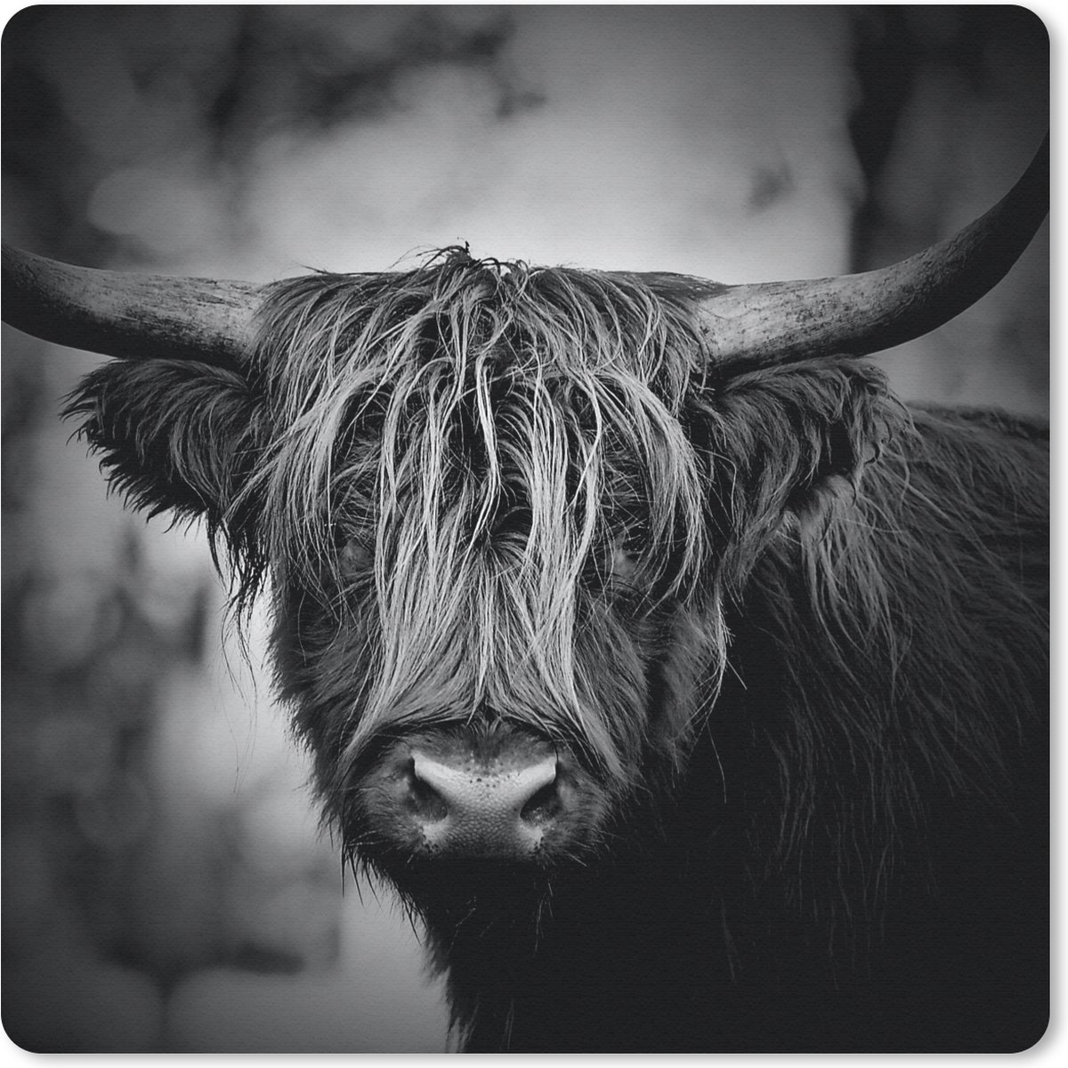 Muismat 20x20 cm - Mousepad Schotse hooglander - Licht - Portret - Natuur - Muismatten