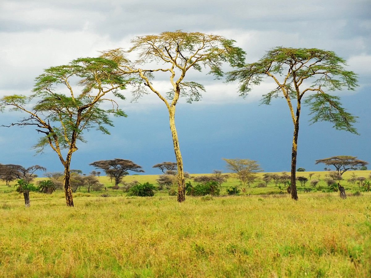 Fotobehang - Savanna trees.