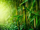Fotobehangkoning - Behang - Vliesbehang - Fotobehang Bamboe in de Jungle - 400 x 309 cm