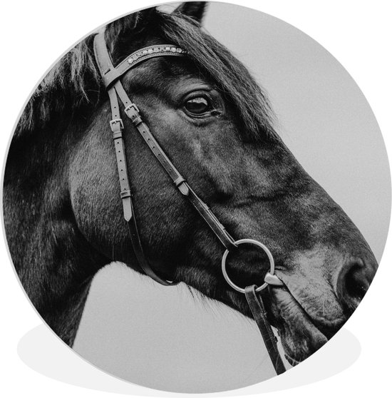 WallCircle - Wandcirkel ⌀ 90 - Paard - Halster - Portret - Ronde schilderijen woonkamer - Wandbord rond - Muurdecoratie cirkel - Kamer decoratie binnen - Wanddecoratie muurcirkel - Woonaccessoires