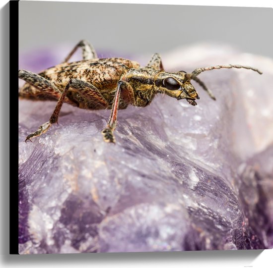 WallClassics - Canvas  - Insect op een Paars Kristal - 60x60 cm Foto op Canvas Schilderij (Wanddecoratie op Canvas)