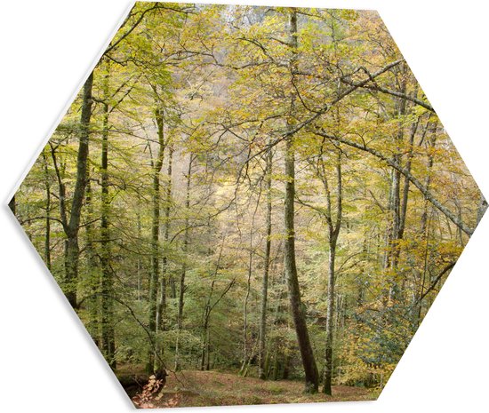 WallClassics - PVC Schuimplaat Hexagon  - Bomen op een Helling in een Bos - 50x43.5 cm Foto op Hexagon (Met Ophangsysteem)