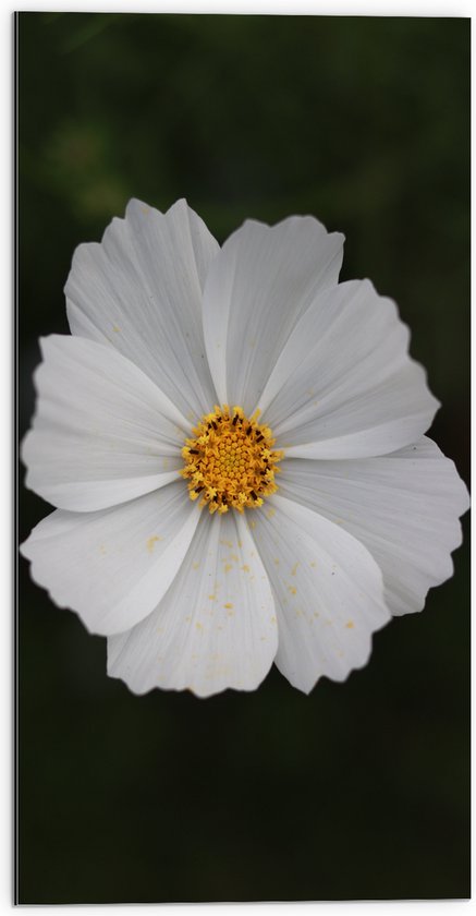 WallClassics - Dibond - Witte Cosmea Bloem - 50x100 cm Foto op Aluminium (Met Ophangsysteem)