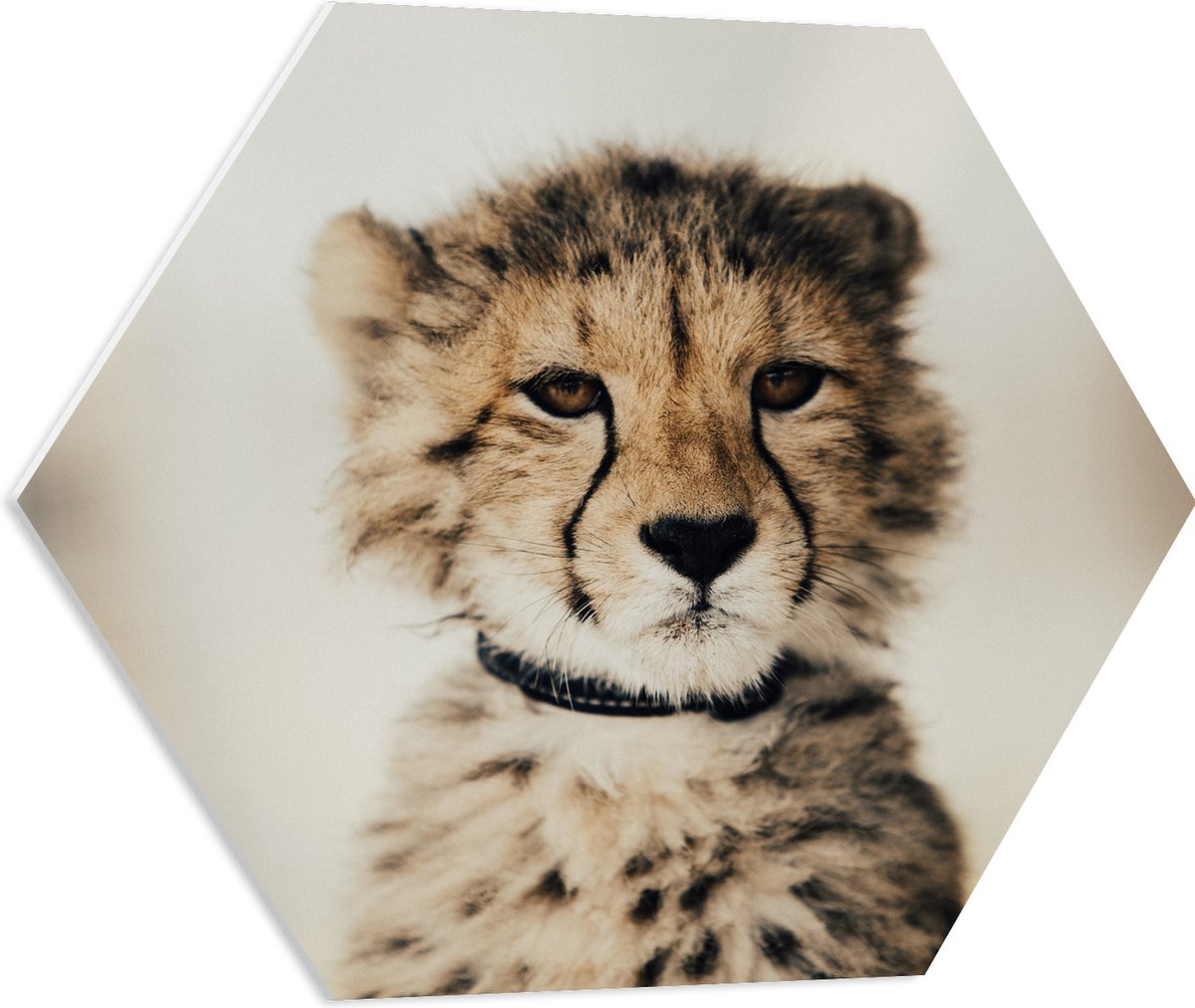 PVC Schuimplaat Hexagon - Baby Jacht Luipaard - 60x52.2 cm Foto op Hexagon (Met Ophangsysteem)
