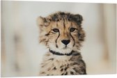 WallClassics - Drapeau - Bébé Chasse Léopard - 120x80 cm Photo sur Drapeau Polyester