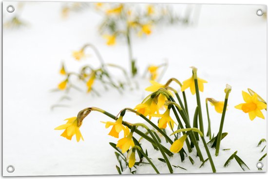 WallClassics - Tuinposter – Gele Narcissen Bloemetjes in de Sneeuw - 75x50 cm Foto op Tuinposter  (wanddecoratie voor buiten en binnen)