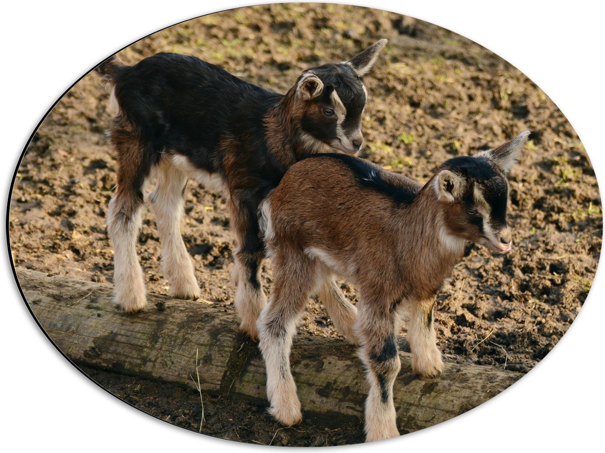 Dibond Ovaal - Twee Baby Geitjes op een Boomstam - 56x42 cm Foto op Ovaal (Met Ophangsysteem)