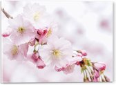 WallClassics - Acrylglas - Roze Cherry Bloemen - 40x30 cm Foto op Acrylglas (Met Ophangsysteem)