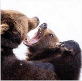 WallClassics - Poster (Mat) - Vechtende Bruine Beren - 80x80 cm Foto op Posterpapier met een Matte look