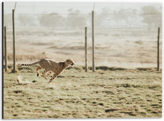 WallClassics - Dibond - Jacht Luipaard voor een Hek - 40x30 cm Foto op Aluminium (Met Ophangsysteem)