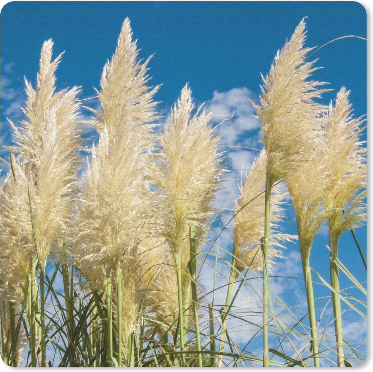 Muismat 30x30 cm - Mousepad Pampasgras - Plant - Natuur - Muismatten