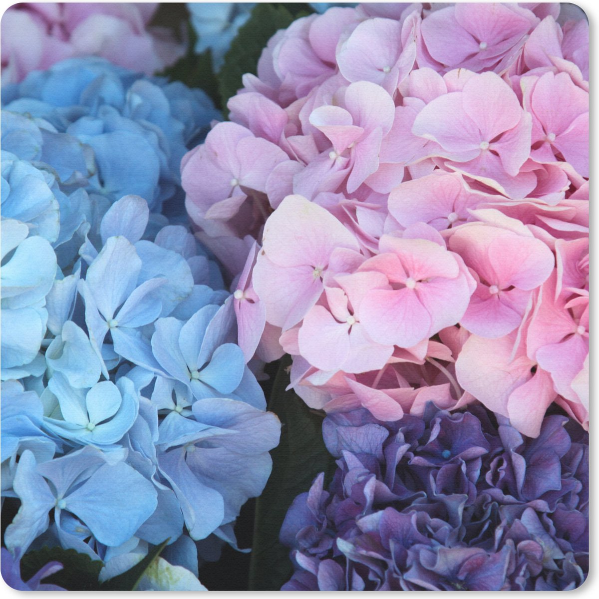 Muismat 20x20 cm - Mousepad Bloemen - Struik - Hortensia - Botanisch - Muismatten