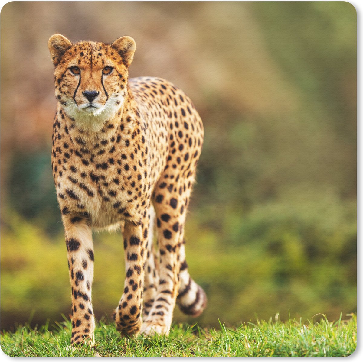 Muismat 20x20 cm - Mousepad Wilde dieren - Gras - Luipaard - Natuur - Muismatten
