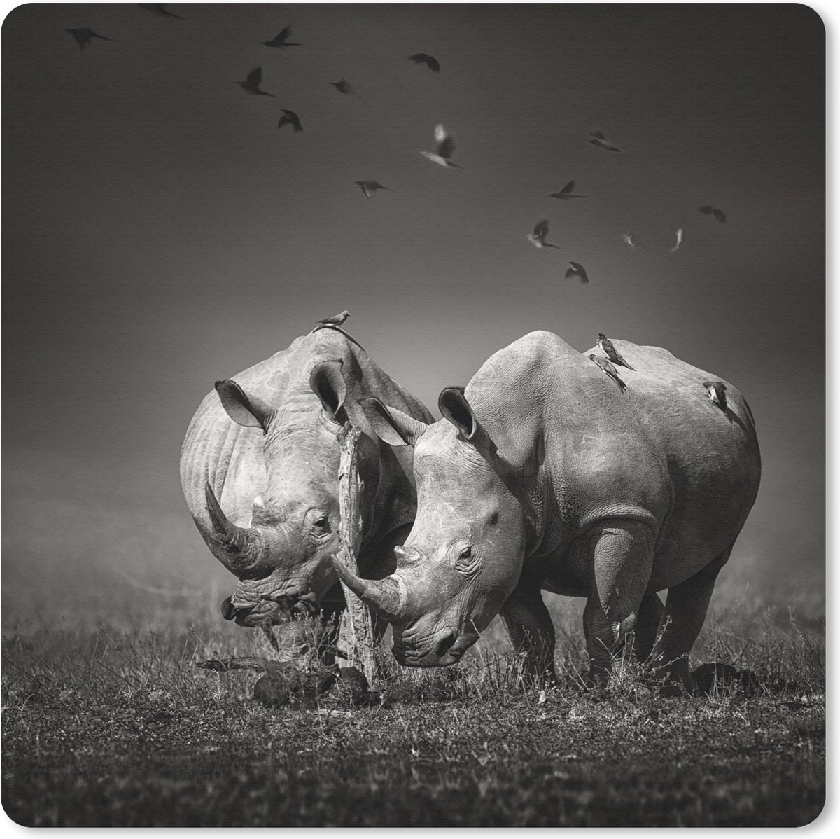 Muismat 20x20 cm - Mousepad Neushoorn - Vogel - Dieren - Landschap - Zwart wit - Muismatten