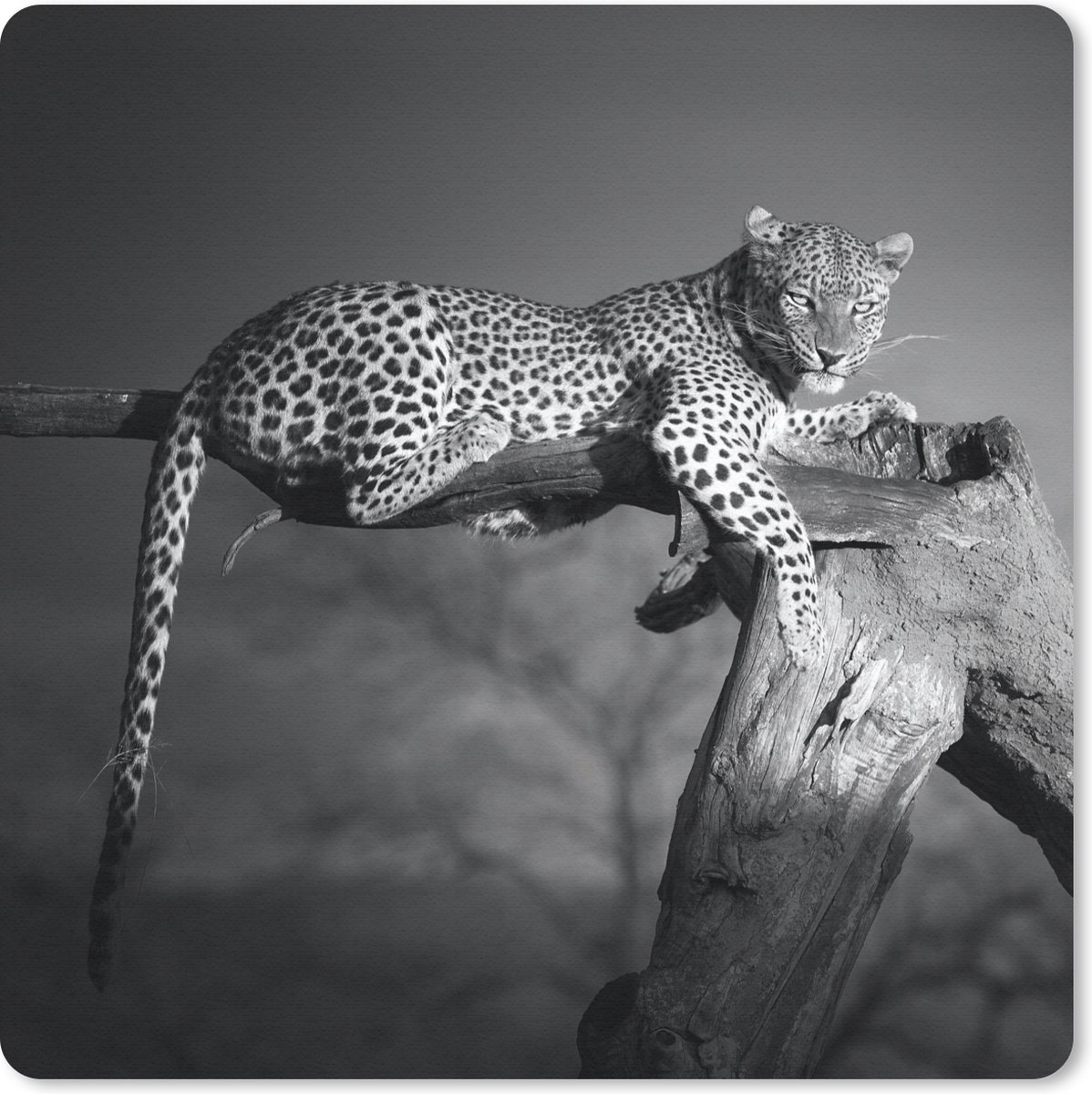 Muismat 30x30 cm - Mousepad Panter - Boom - Dieren - Zwart - Wit - Muismatten