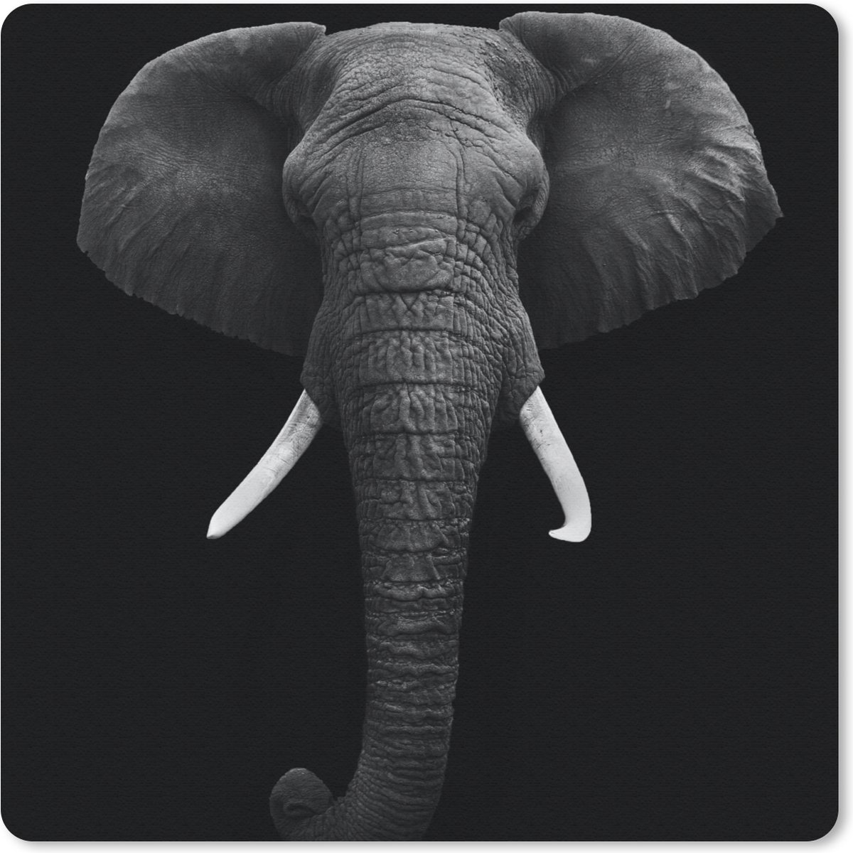 Muismat 20x20 cm - Mousepad Olifant - Wilde dieren - Zwart - Wit - Portret - Muismatten