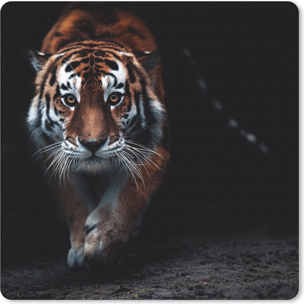 Muismat 30x30 cm - Mousepad Dieren - Tijger - Zwart - Wild - Portret - Muismatten