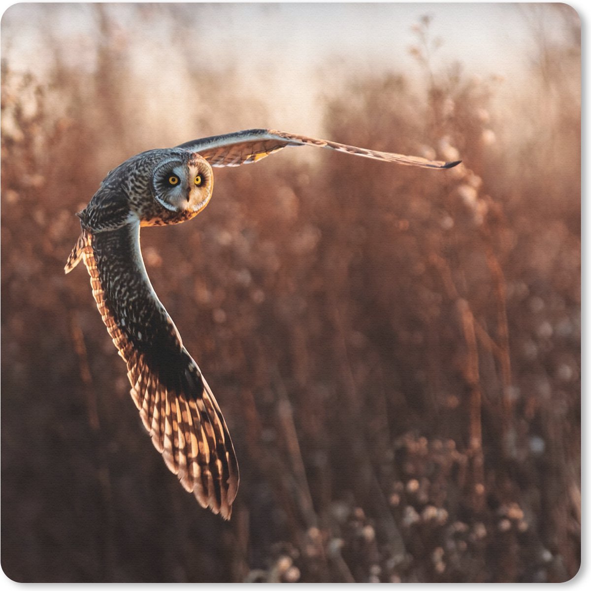 Muismat 30x30 cm - Mousepad Vogel - Uil - Zonsondergang - Natuur - Muismatten