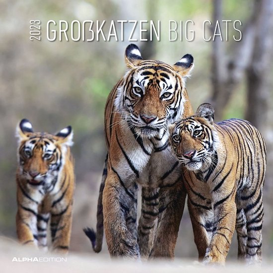 Großkatzen 2023 30x30 | bol