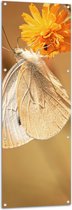 WallClassics - Tuinposter – Witte Vlinder op Oranje Bloem - 50x150 cm Foto op Tuinposter  (wanddecoratie voor buiten en binnen)