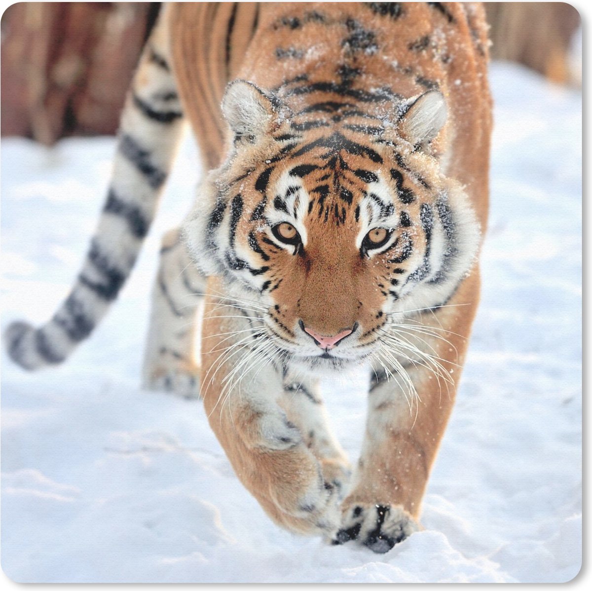 Muismat 30x30 cm - Mousepad Tijger - Sneeuw - Dieren - Muismatten