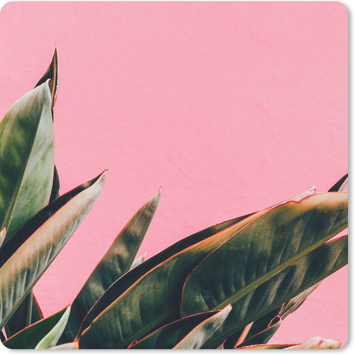 Muismat 20x20 cm - Mousepad Planten - Bladeren - Vrouwentong - Roze - Tropisch - Muismatten