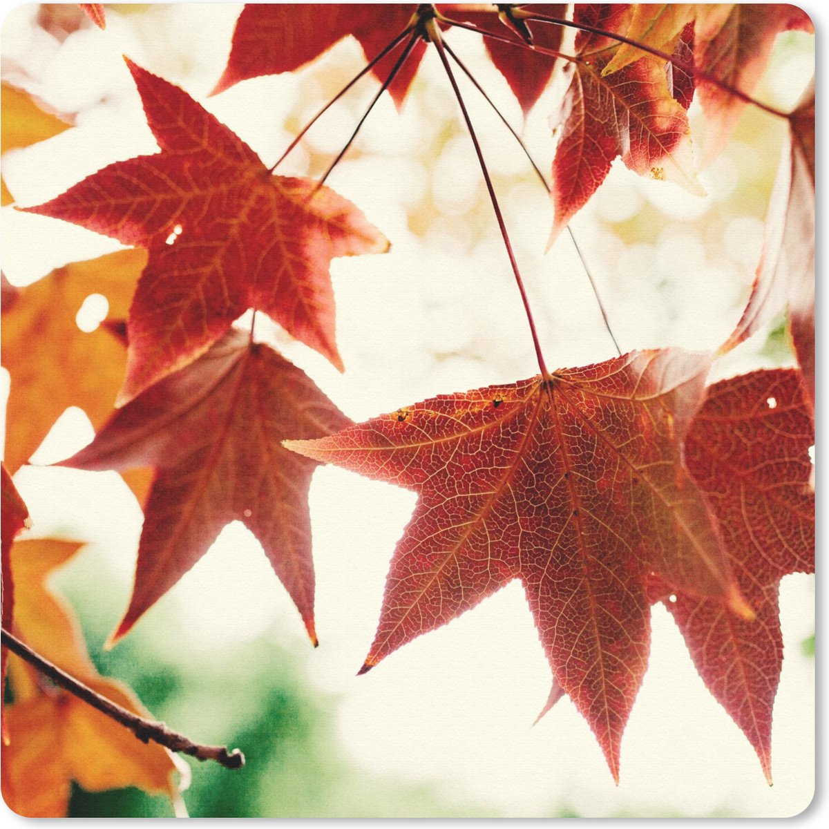 Muismat 30x30 cm - Mousepad Herfstbladeren - November - Natuur - Bomen - Muismatten