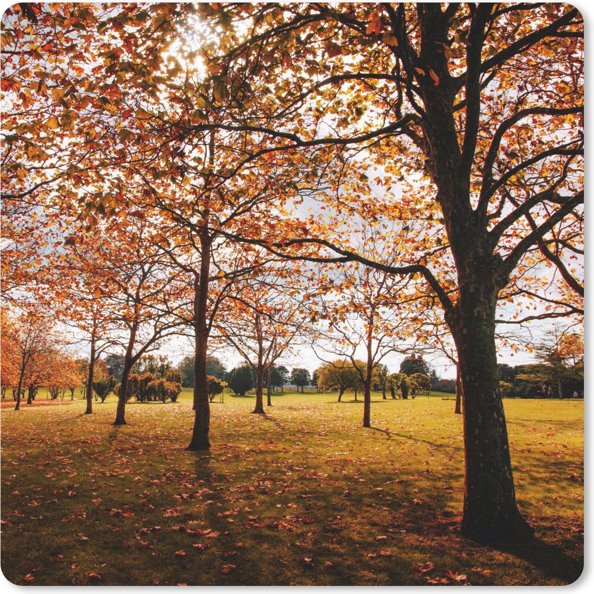 Muismat 20x20 cm - Mousepad Herfst - Herfstbladeren - Natuur - Muismatten