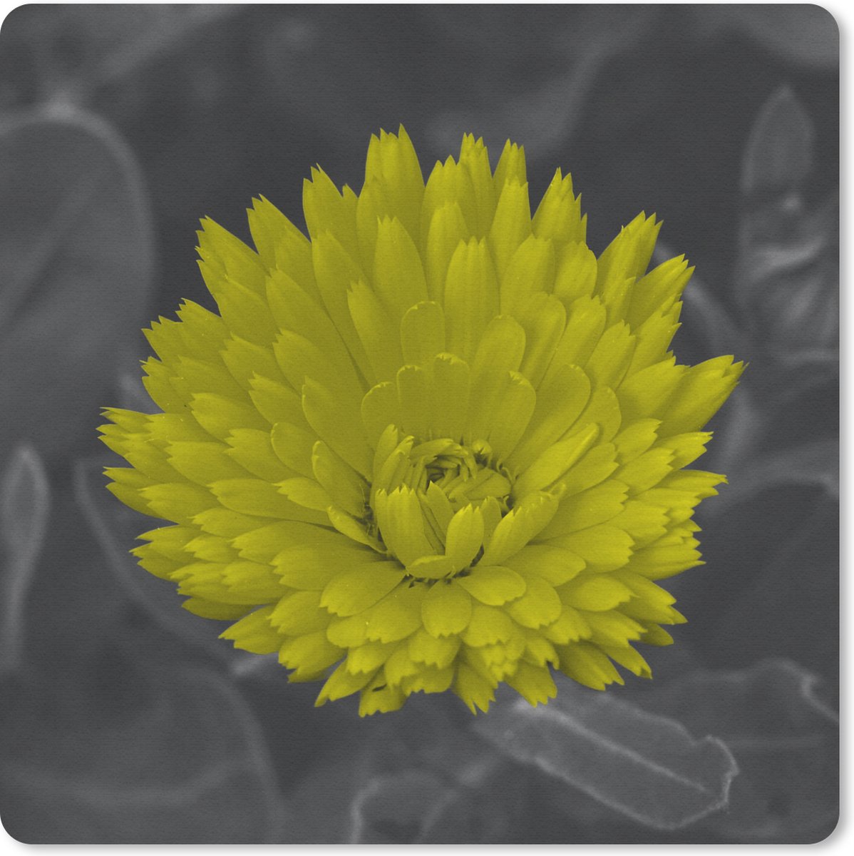 Muismat 30x30 cm - Mousepad Bloemen - Waterverf - Paardenbloem - Muismatten