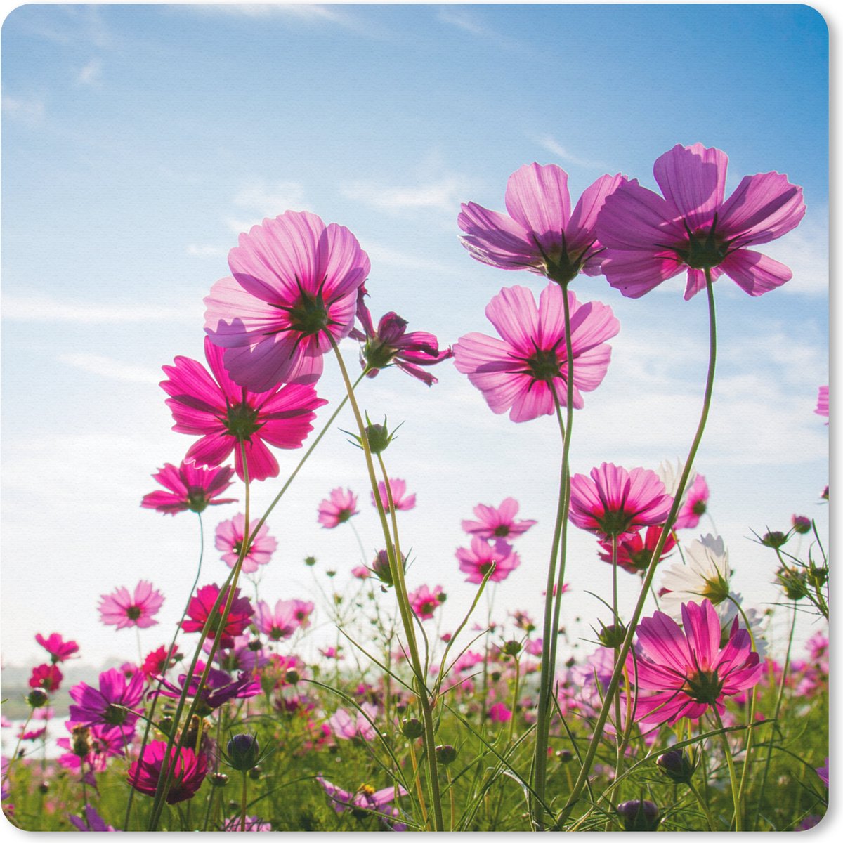 Muismat 30x30 cm - Mousepad Bloemen - Roze - Cosmea - Muismatten