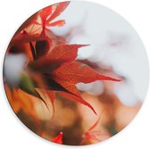 WallClassics - Dibond Wall Circle - Close up of Red Autumn Leaves - 60x60 cm Photo sur Aluminium Wall Circle (avec système d'accrochage)