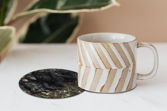 Sous-verres verres à verres - Ronds - Singes - Endormis - Forêt - 10x10 cm - Sous-verres en verre - 6 pièces