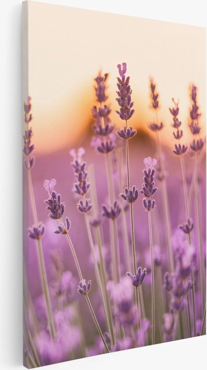 Saammp Canvas Schilderij - Lavendel Close-up - Zonsondergang - Landschap - Natuur - 60x90 - Foto op canvas - Wanddecoratie - Muurdecoratie Woonkamer - Slaapkamer decoratie - Canvas Print Multicolor