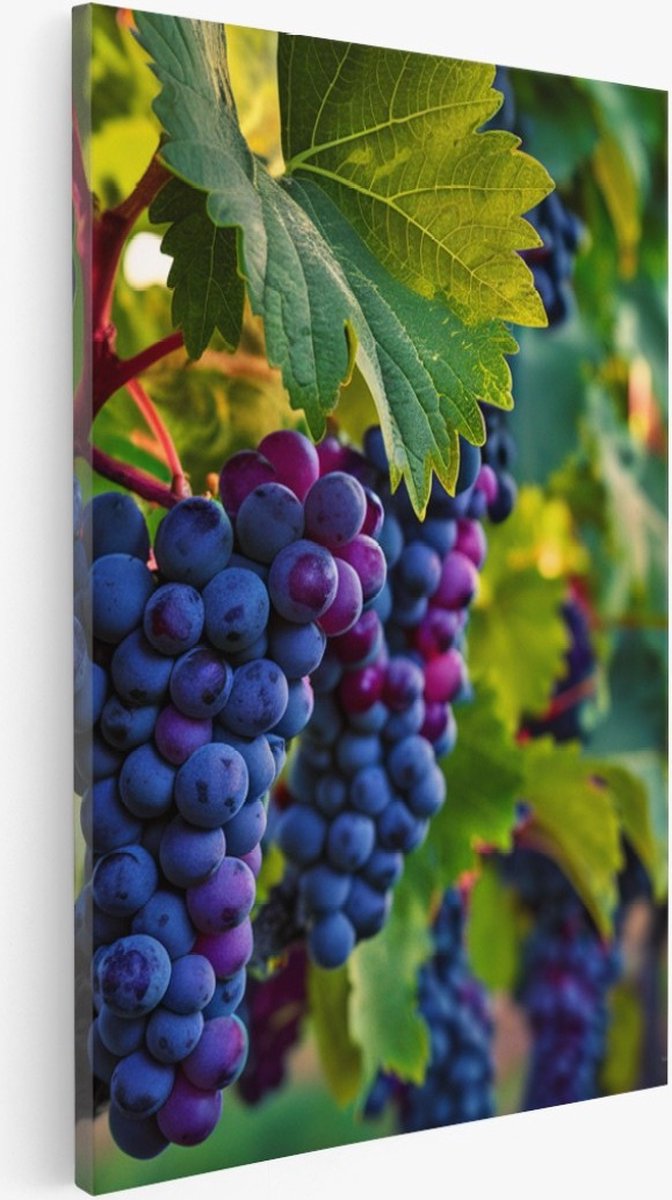 Saammp Canvas Schilderij - Druiventros - Landschap - Natuur - 40x60 - Foto op canvas - Wanddecoratie - Muurdecoratie Woonkamer - Slaapkamer decoratie - Canvas Print Multicolor