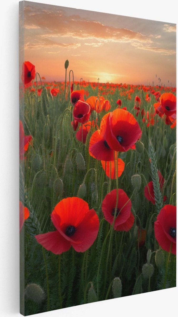 Saammp Canvas Schilderij - Klaprozenveld- Natuur - 50x70 - Foto op canvas - Wanddecoratie - Muurdecoratie Woonkamer - Slaapkamer decoratie - Canvas Print Multicolor
