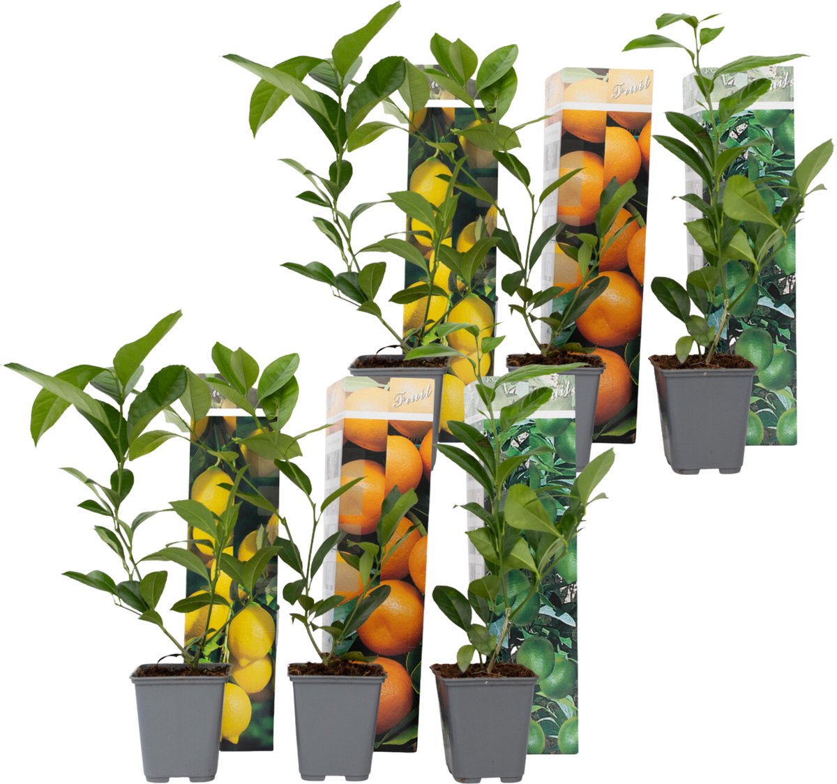 Plant in a Box - Citrus Mix - Set van 6 - Citrus fruitbomen - Citrus lime, calamondin, limon - Pot 9cm - Hoogte 25-40cm