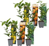 Plant in a Box - Citrus Mix - Set van 6 - Citrus fruitbomen - Citrus lime, calamondin, limon - Pot 9cm - Hoogte 25-40cm
