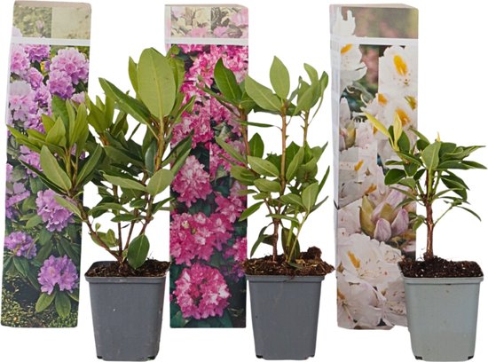 5 populaire bonsaiboompje soorten + extra info over gereedschap en starter kits 11 Plant in a Box - Mix van 3x Rhododendron - Paars,wit,roze - Pot 9cm - Hoogte 25-40cm