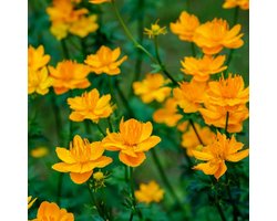 Trollius chinensis 'Golden Queen' - Kogelboterbloem - Wortelgoed - 5 stuks
