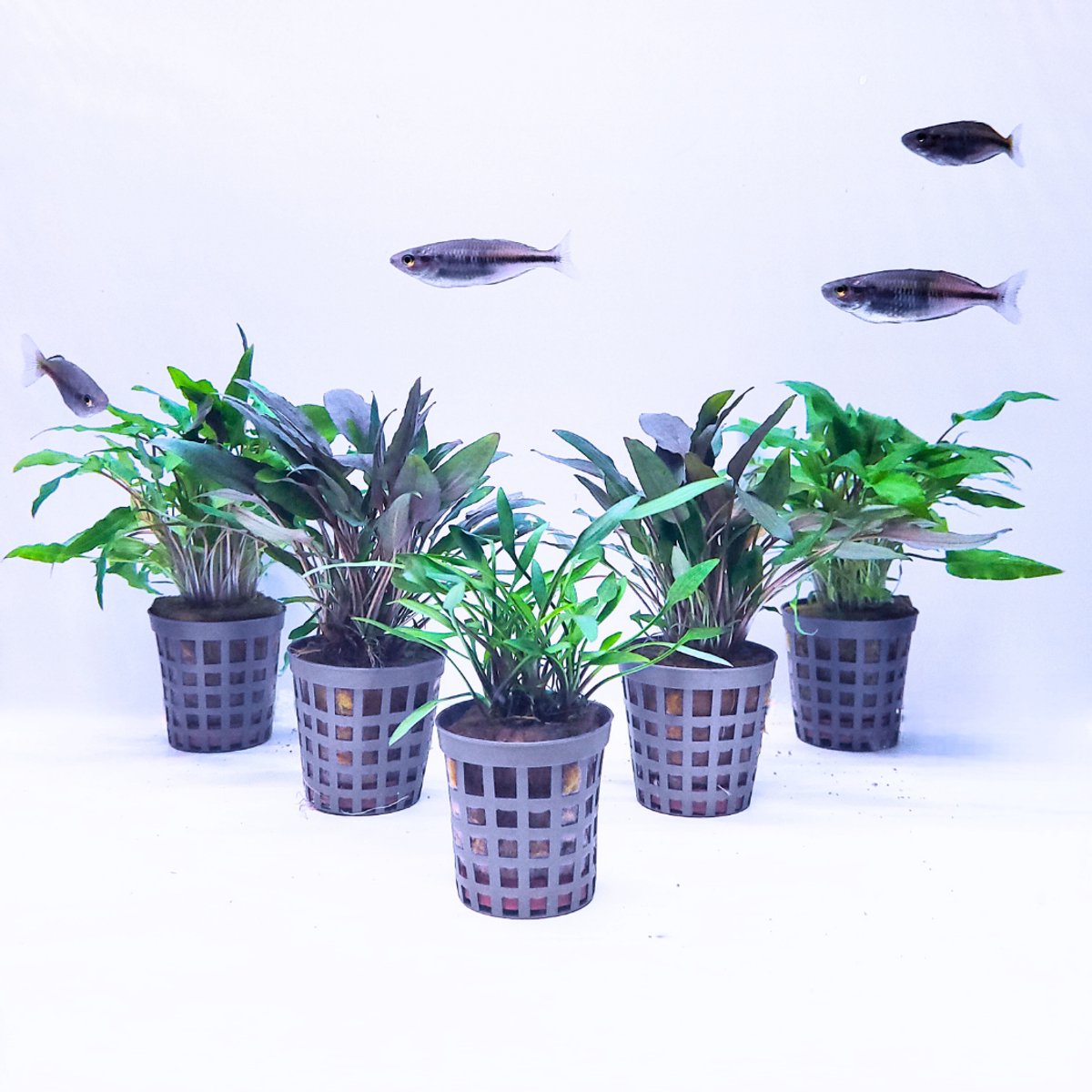 Aquabetta Cryptocoryne Aquarium Planten Set– 5 Levende Cryptocoryne Planten–Wendtii Green, Wendtii Brown & Nevelli Mix–Aquascape Planten Set