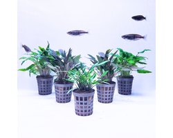 Aquabetta Aquarium Planten Set LAP-016 – 5 Aquariumplanten – 5x Cryptocoryne Mix – Decoratie – Set met 5x Cryptocoryne Mix