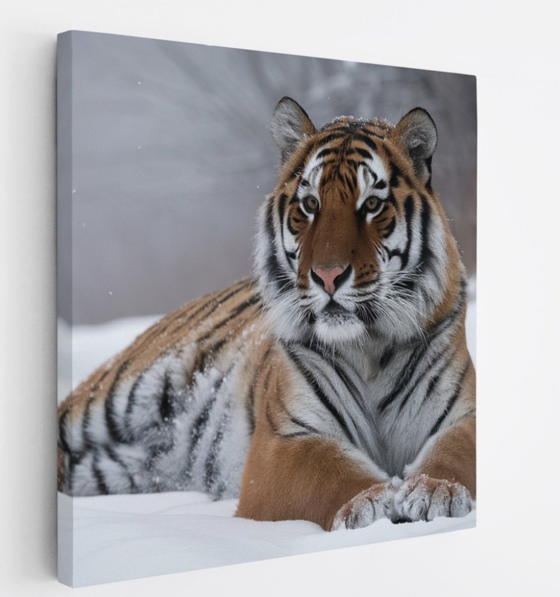 Saammp Canvas Schilderij - Tijger in de sneeuw - Natuur - Dieren - 30x30 - Foto op canvas - Wanddecoratie - muurdecoratie Woonkamer - Slaapkamer decoratie - Canvas Print Multicolor