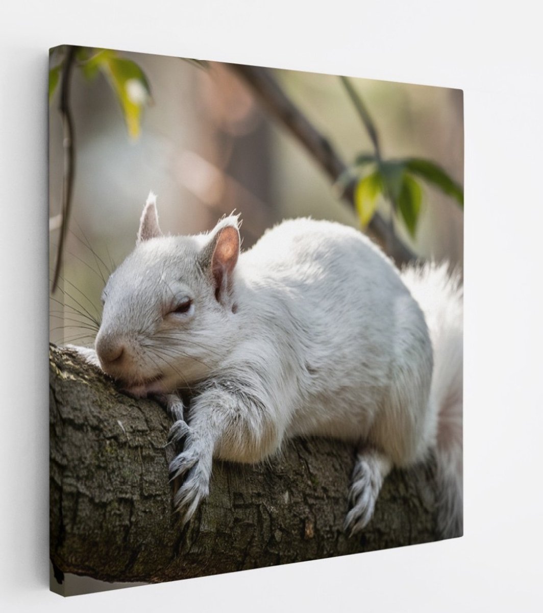 Saammp Canvas Schilderij - Witte Eekhoorn - Natuur - Dieren - 30x30 - Foto op canvas - Wanddecoratie - Muurdecoratie Woonkamer - Slaapkamer decoratie - Canvas Print Multicolor