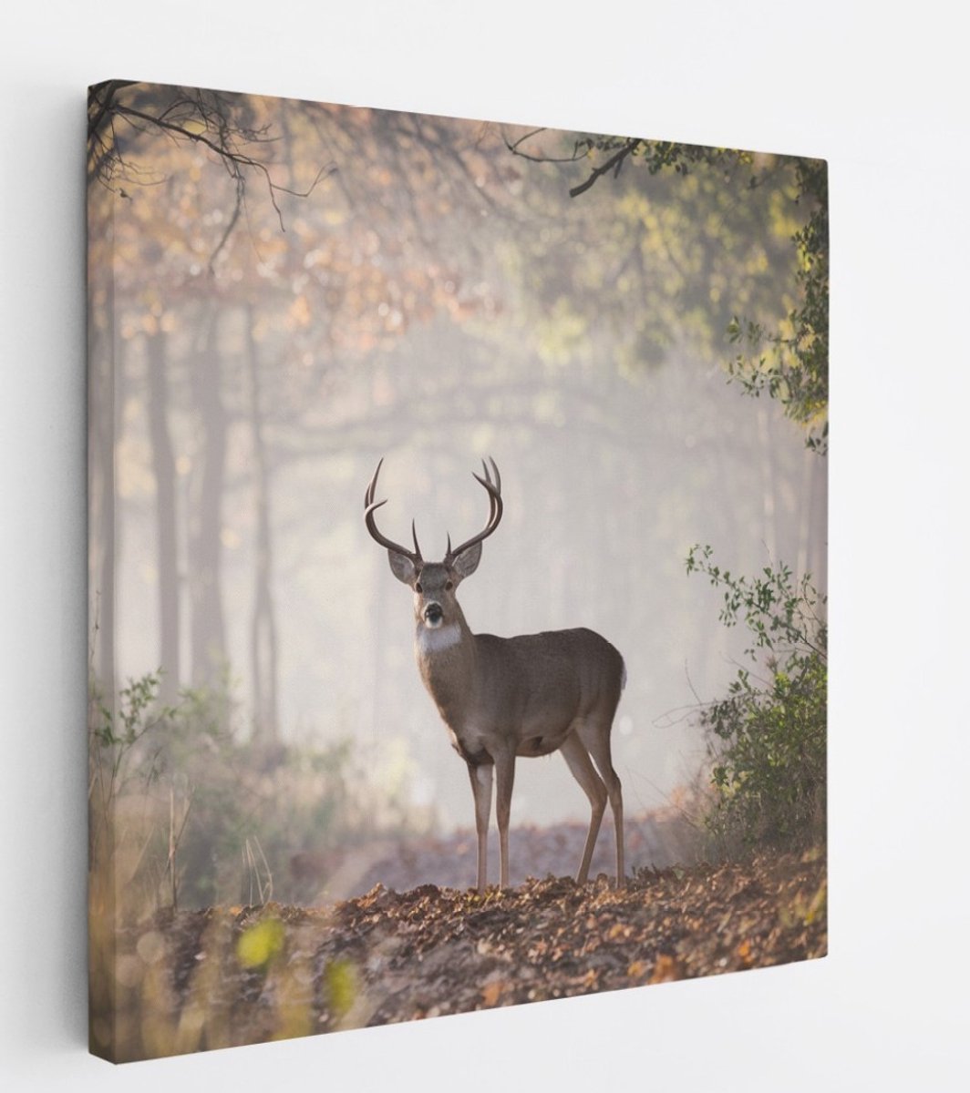 Saammp Canvas Schilderij - Hert in het bos - Natuur - Dieren - 100x100 - Foto op canvas - Wanddecoratie - Muurdecoratie Woonkamer - Slaapkamer decoratie - Canvas Print Multicolor