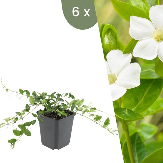 Set van 6 witte maagdenpalm planten, een klimmende plant met kleine witte bloemen.