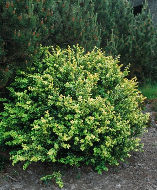 10x Ilex Crenata Convexa - Buchsbaumersatz, Winterhart Bis -25°C, Immergrün Für Hecken